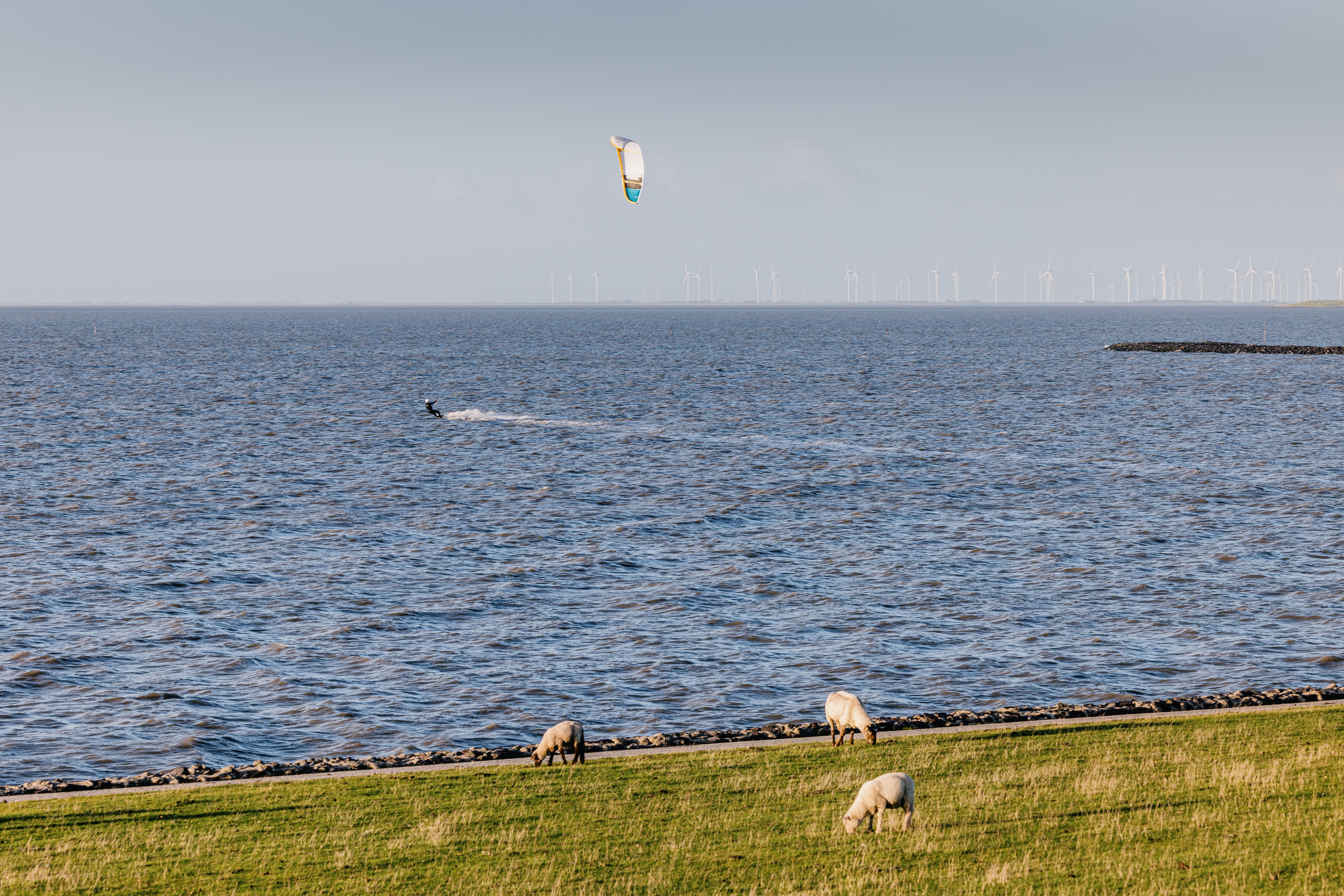 Ein Kiter fährt auf der Nordsee, im VOrdergrund der Deich mit Schafen.