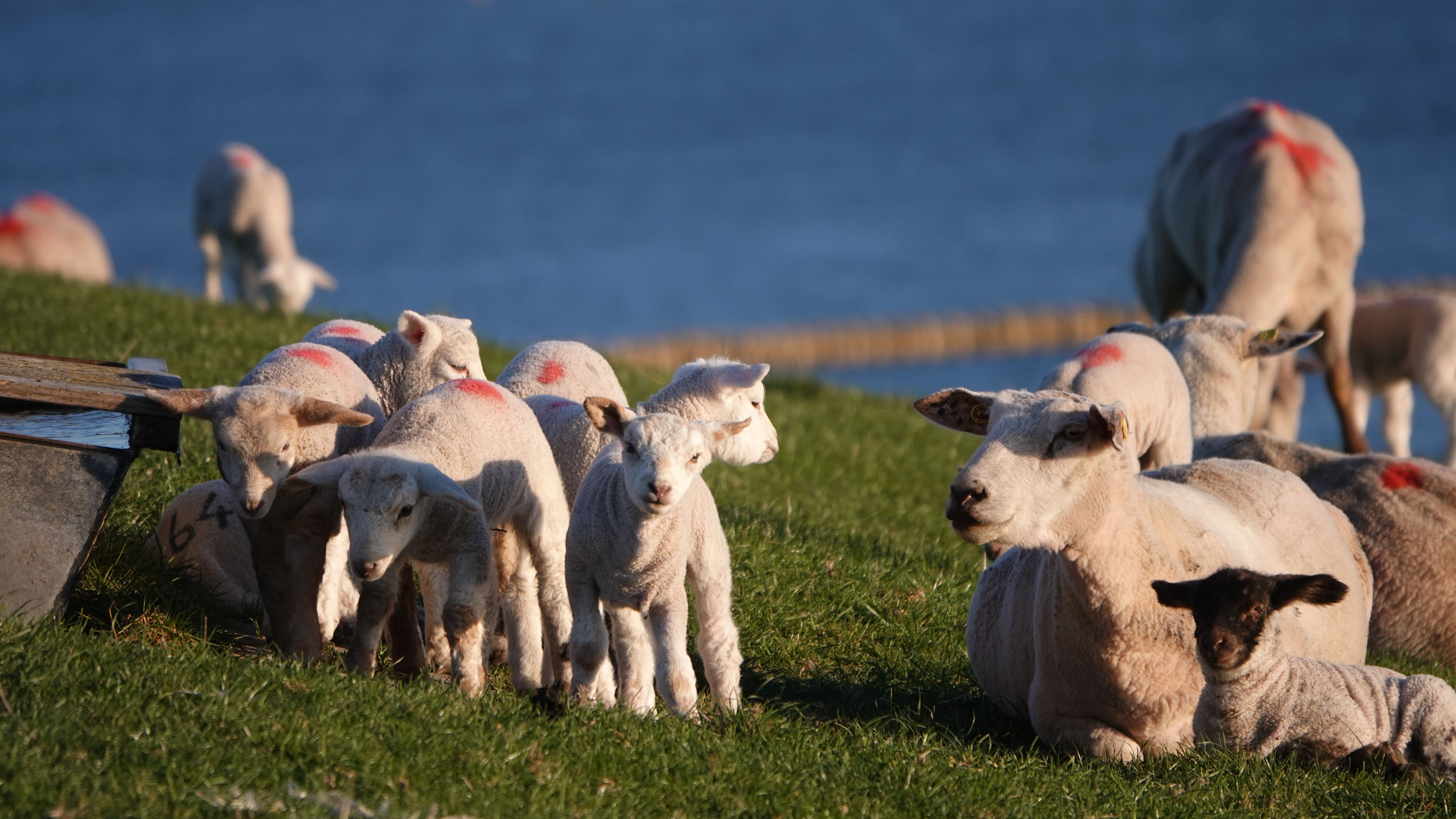 Eine Gruppe Lämmchen steht auf der meerseitigen Deichseite nehmen einem Mutterschaf Lämmchen, welche beide liegen. 