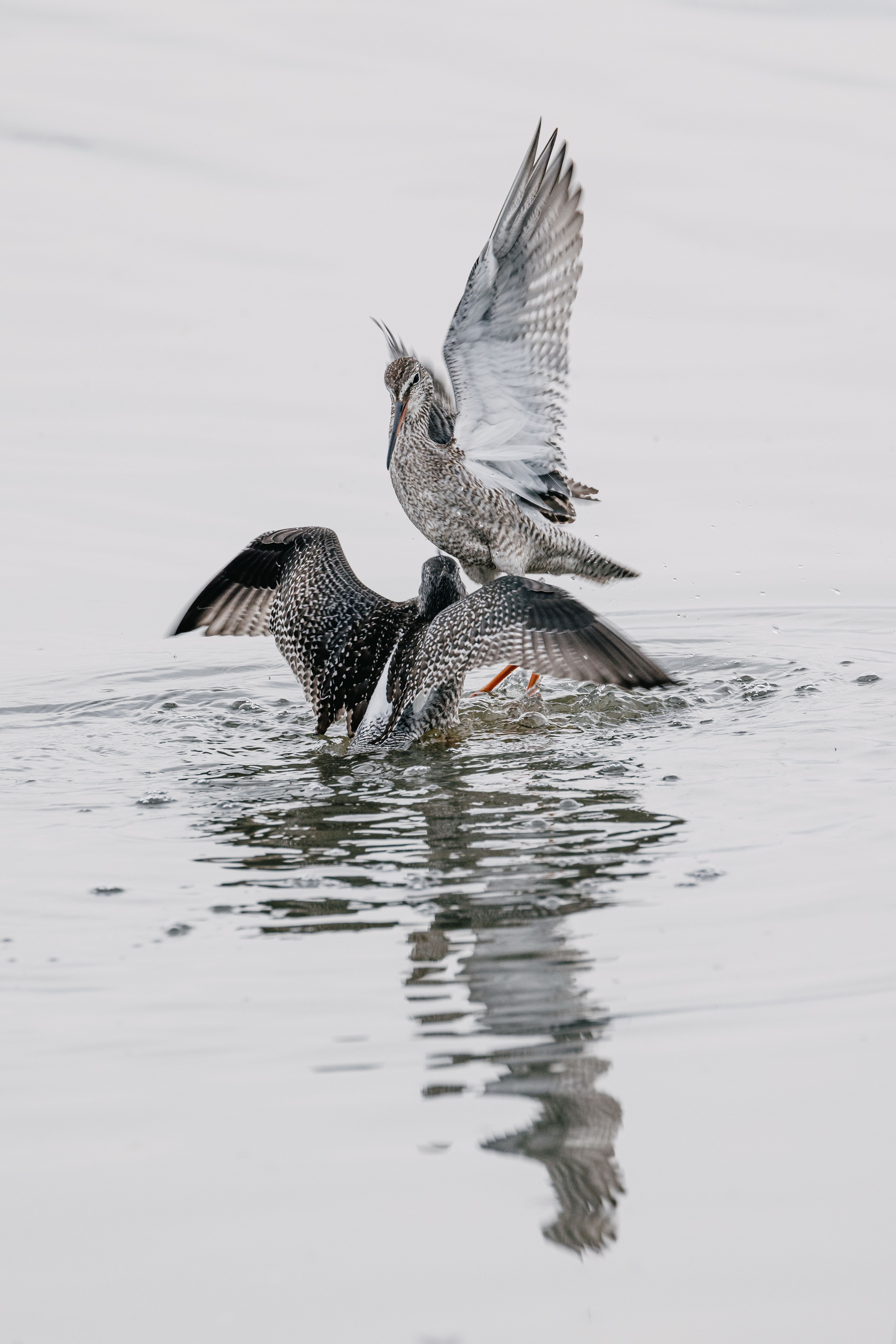 Zwei Watvögel im Wasser, Verlinkung auf Unterseite "Vogelbeobachtung". 