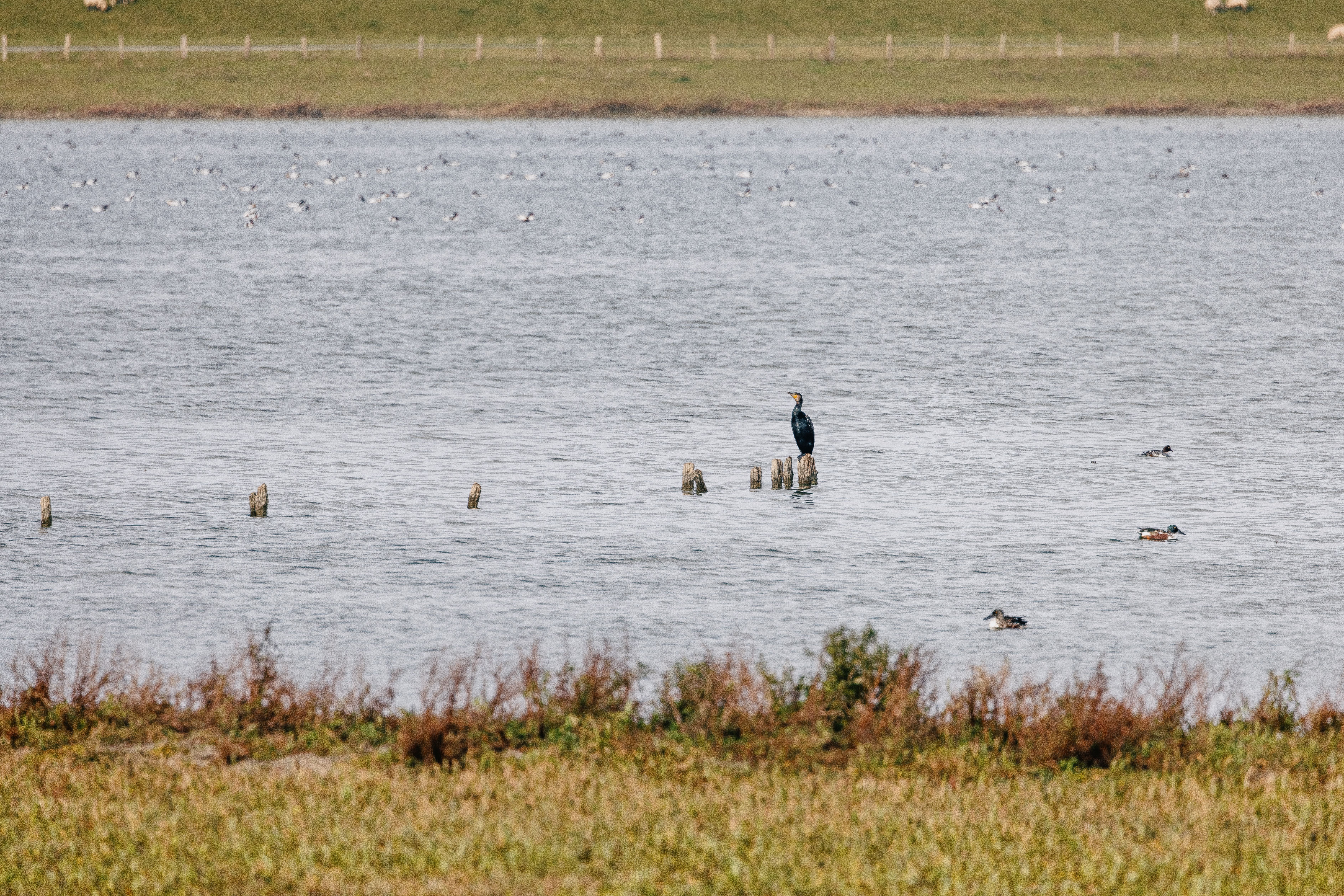 Ein Komoran sitzt auf einem Holzpfahl im Wasser. 