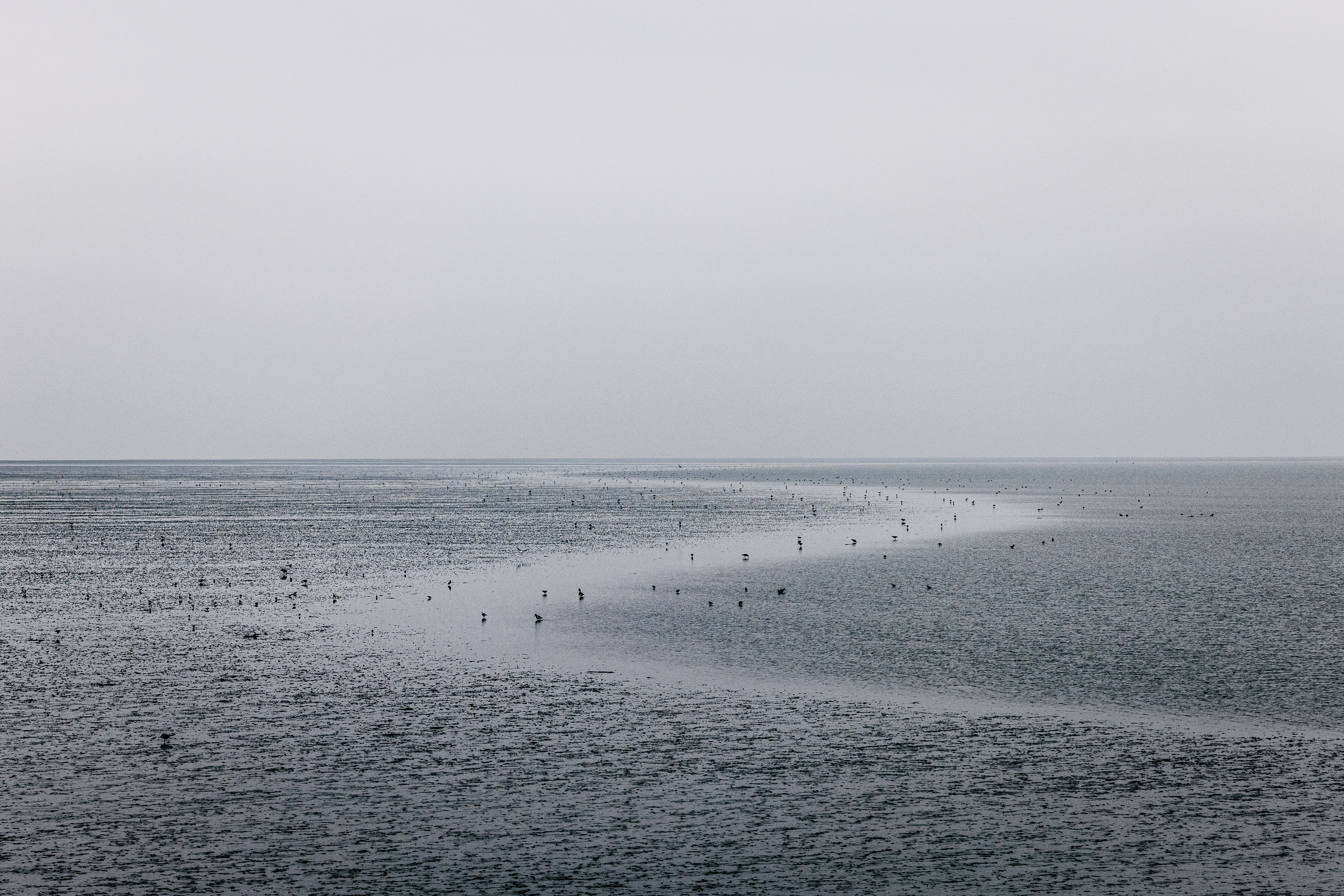 Vögel rasten bei Niedrigwasser im Watt. 