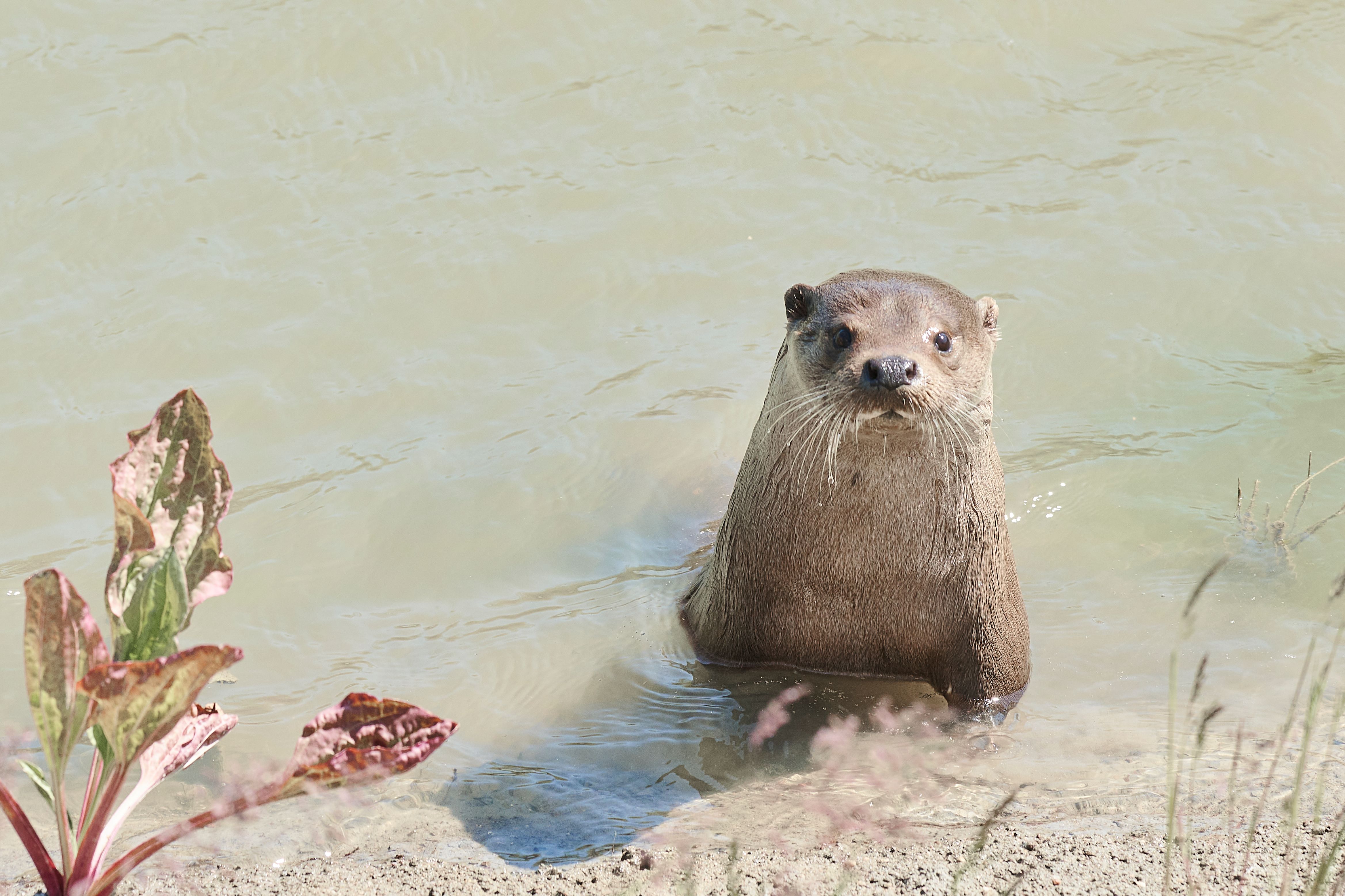 Ein Otter schaut aus dem Wasser im Multimar Wattforum