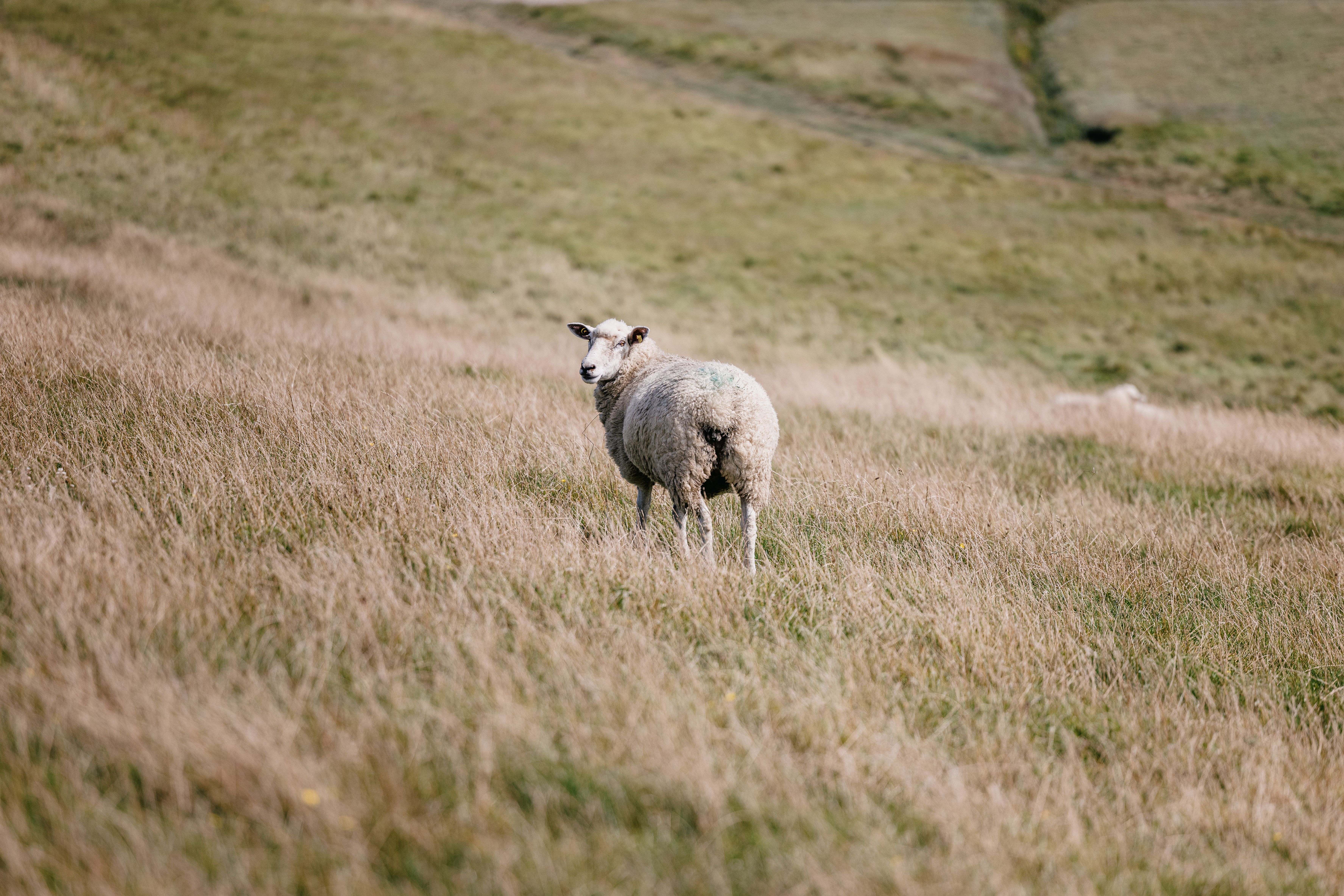Ein Schaf steht auf einer Wiese und schaut in die Kamera. 