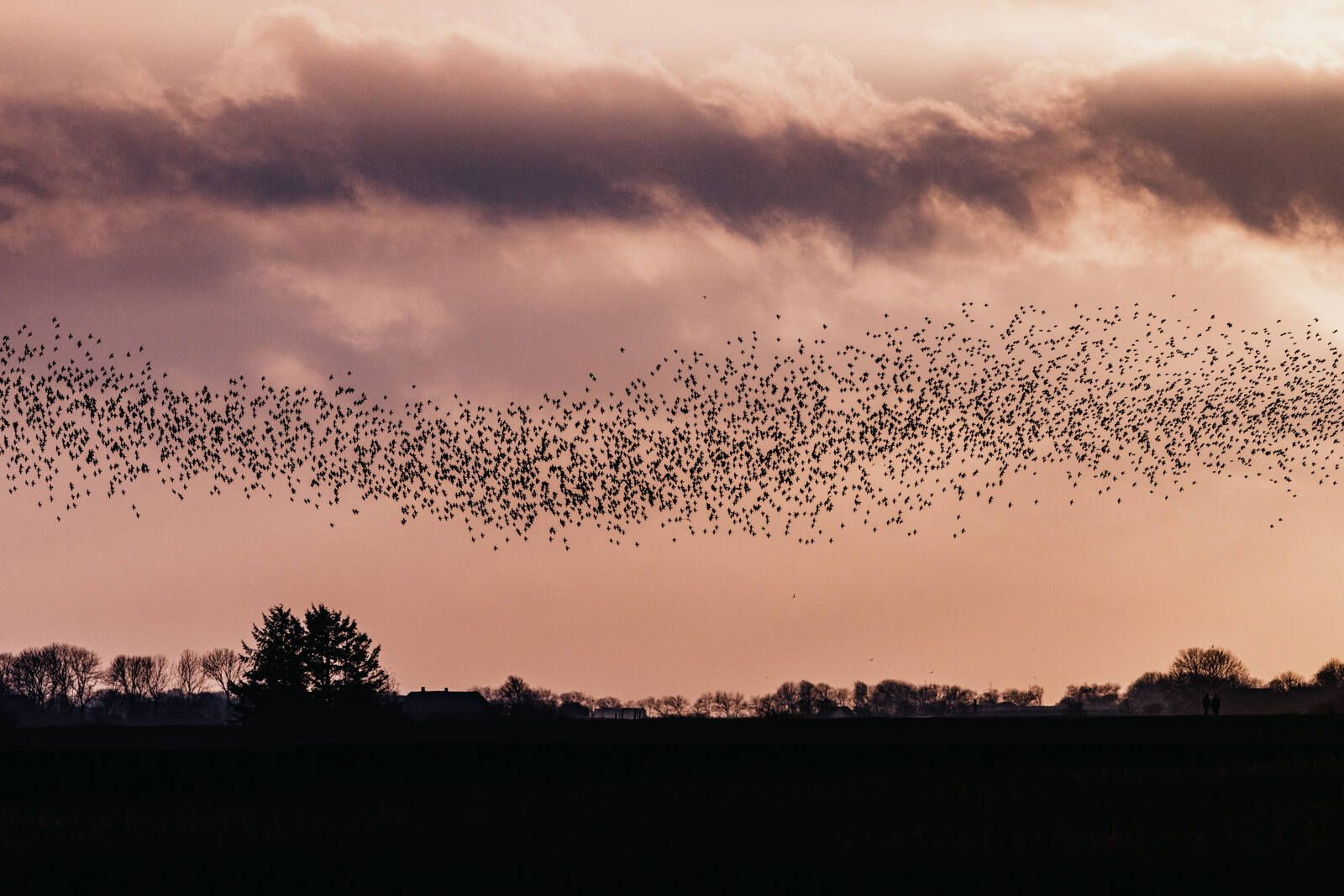Vogelbeobachtung Nordseeküste Nordfriesland