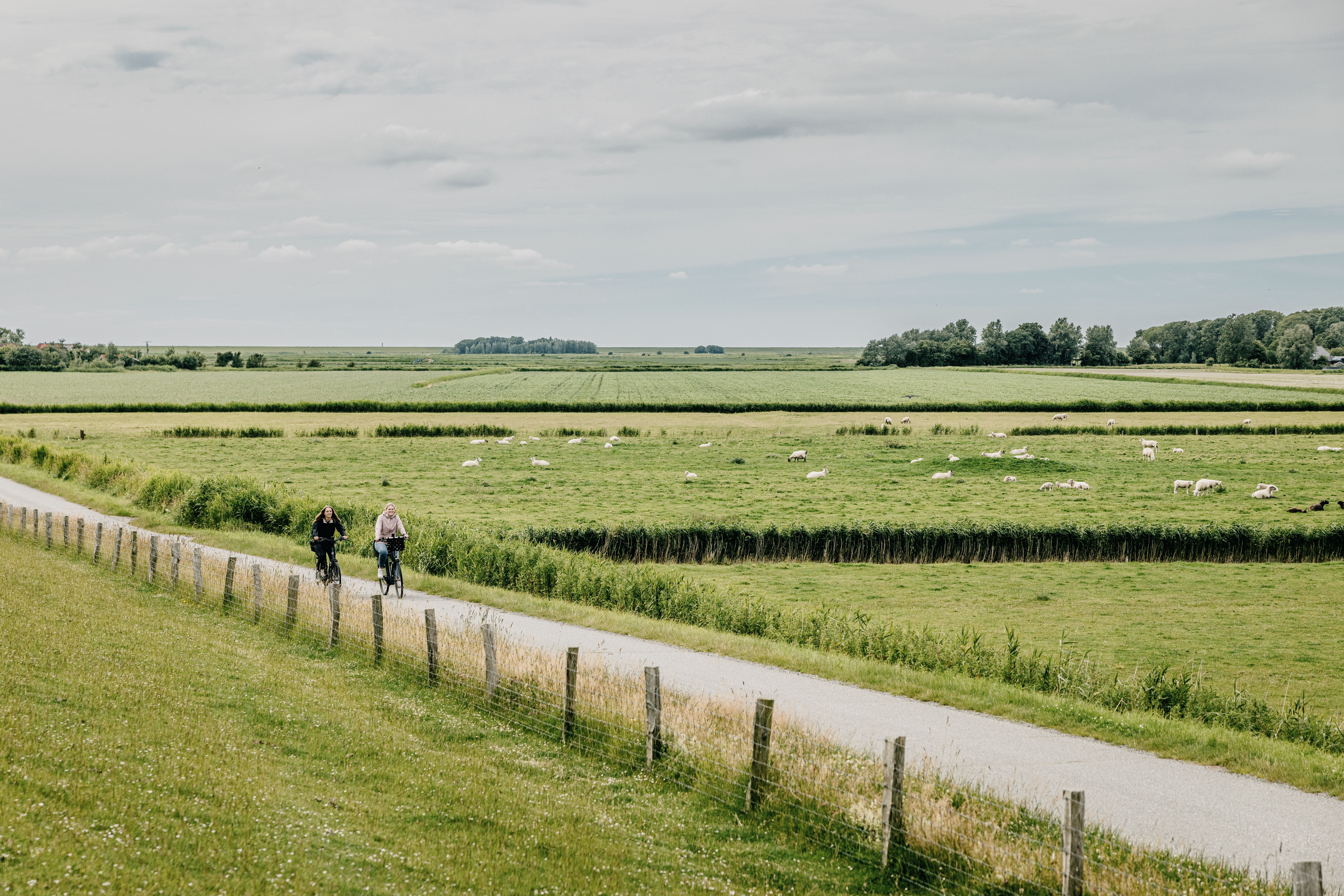 Zwei Frauen fahren auf Fahrräder über eine Straße an Wiesen mit Schafen vorbei. 