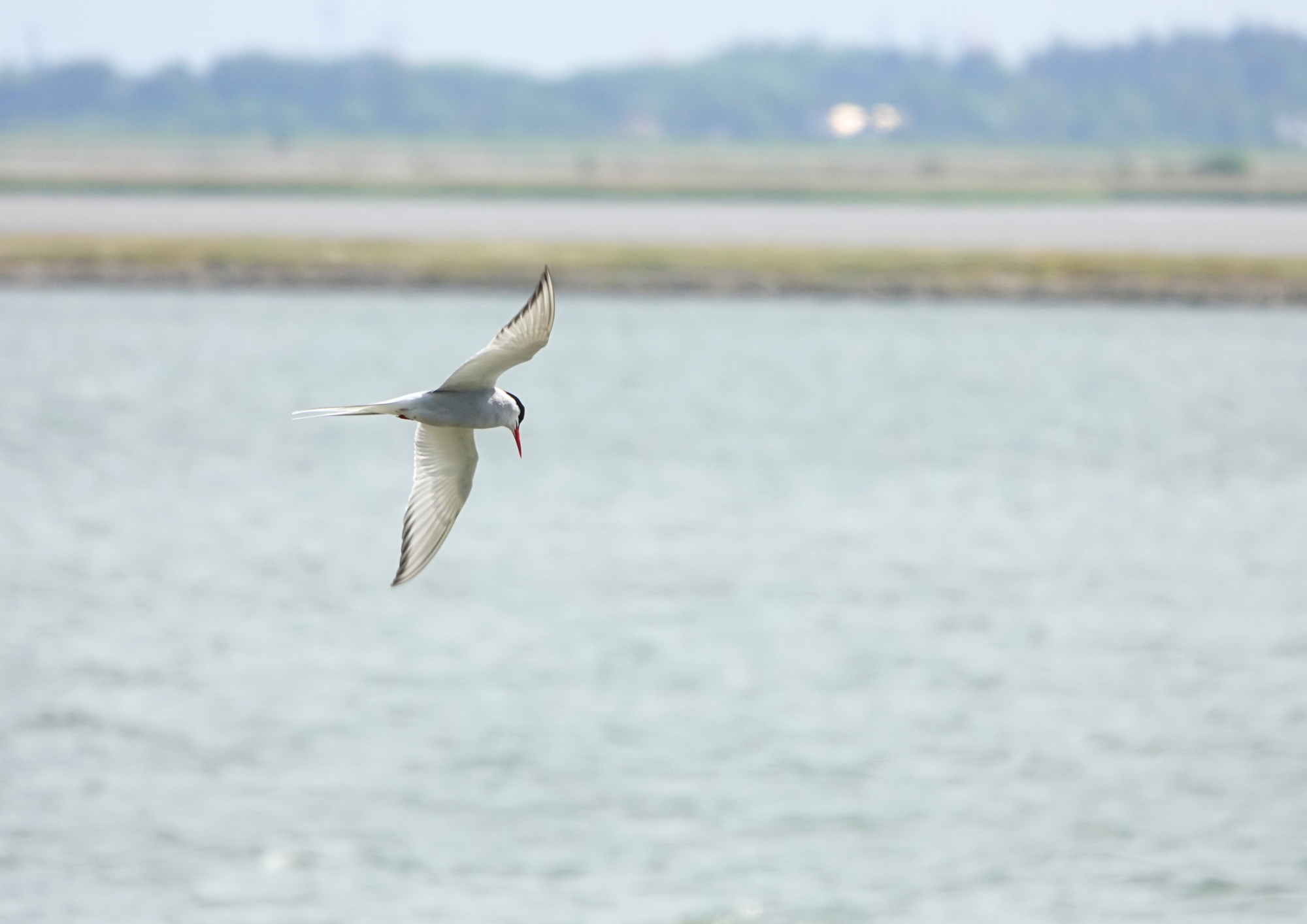 Eine Seeschwalbe fliegt über einen See auf Suche nach Beute.