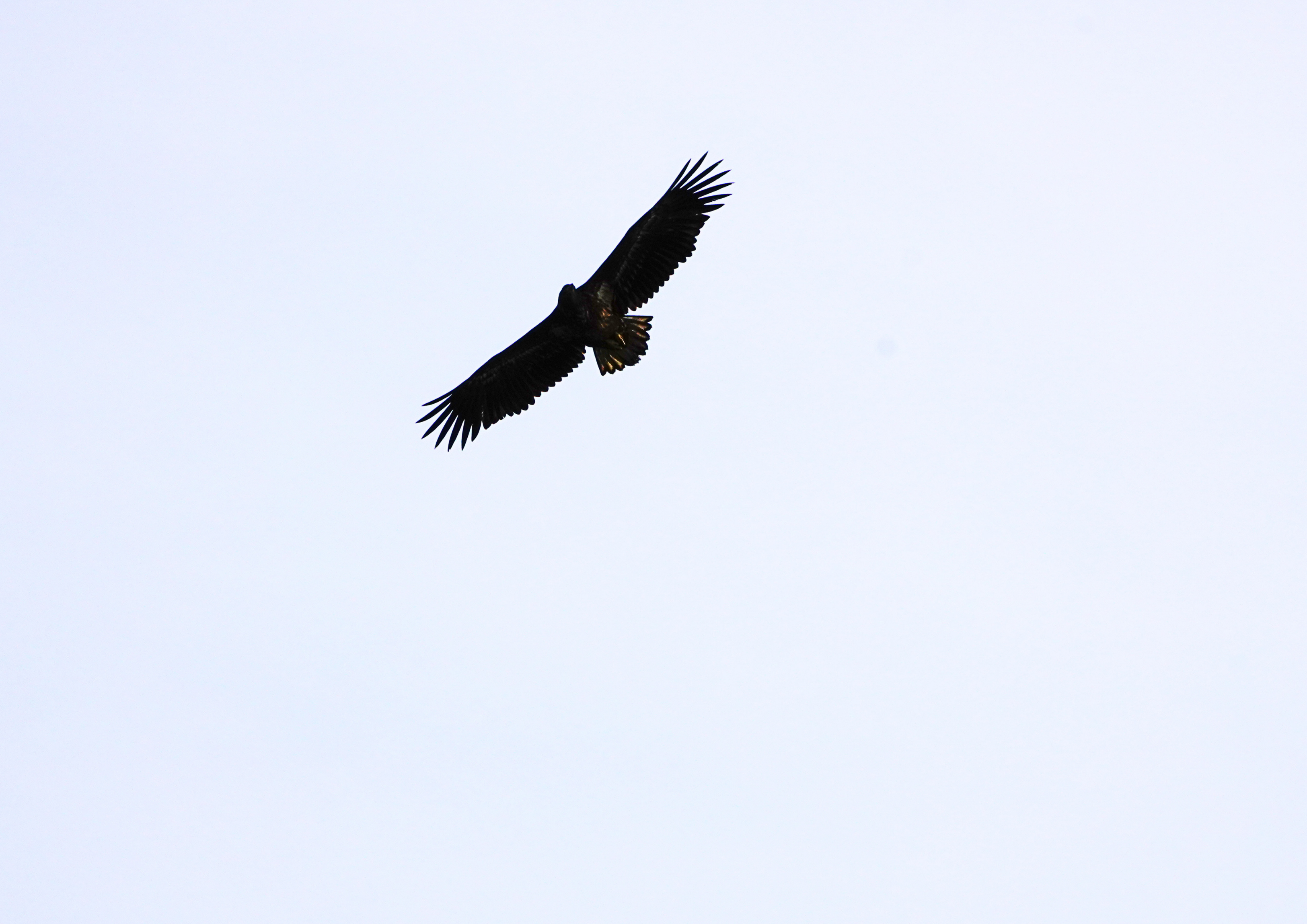 Ein Seeadler im Flug. 