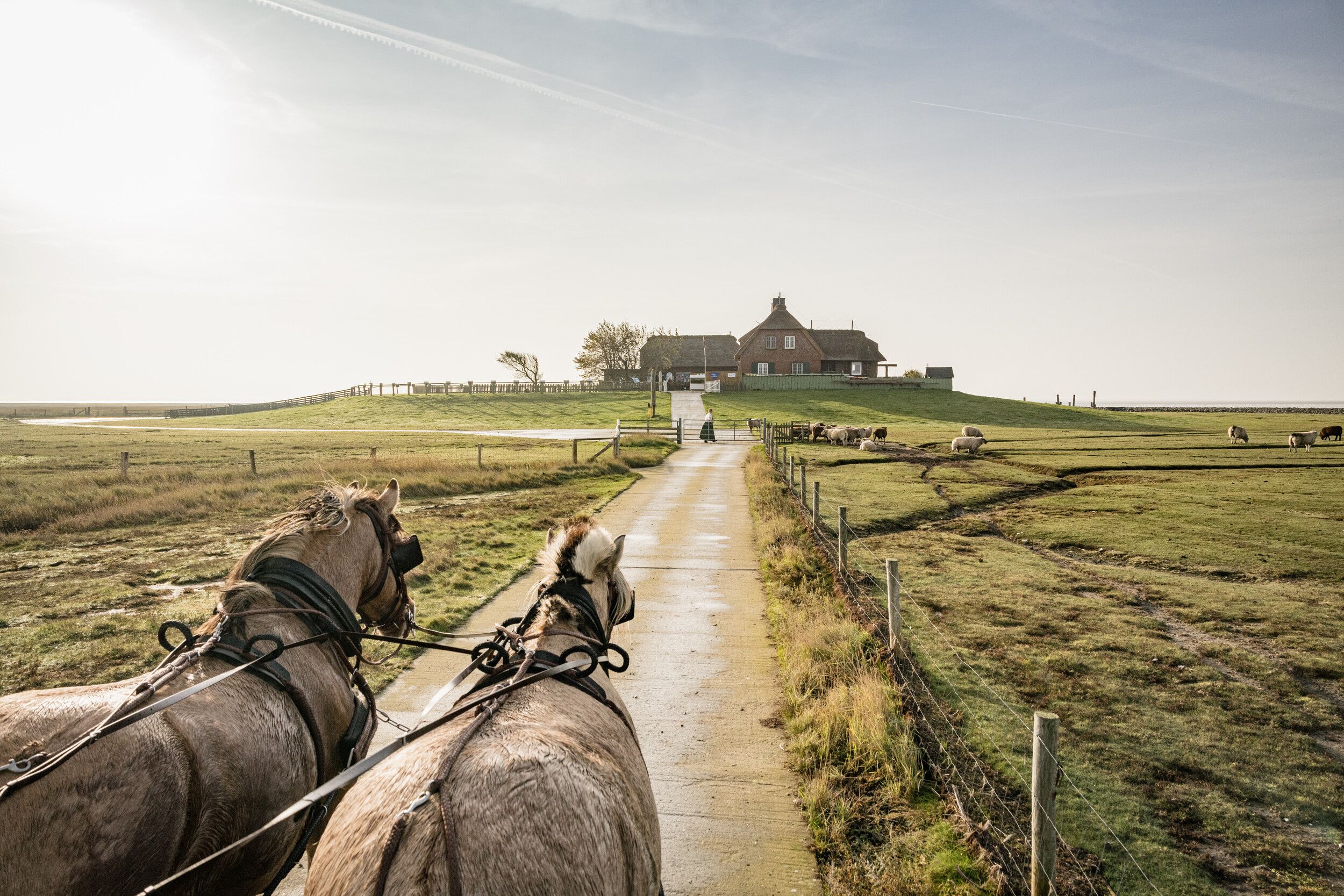 Ankunft des Wattenkutschers auf Hallig Südfall, Verlinkung auf Unterseite "Hallig Südfall"