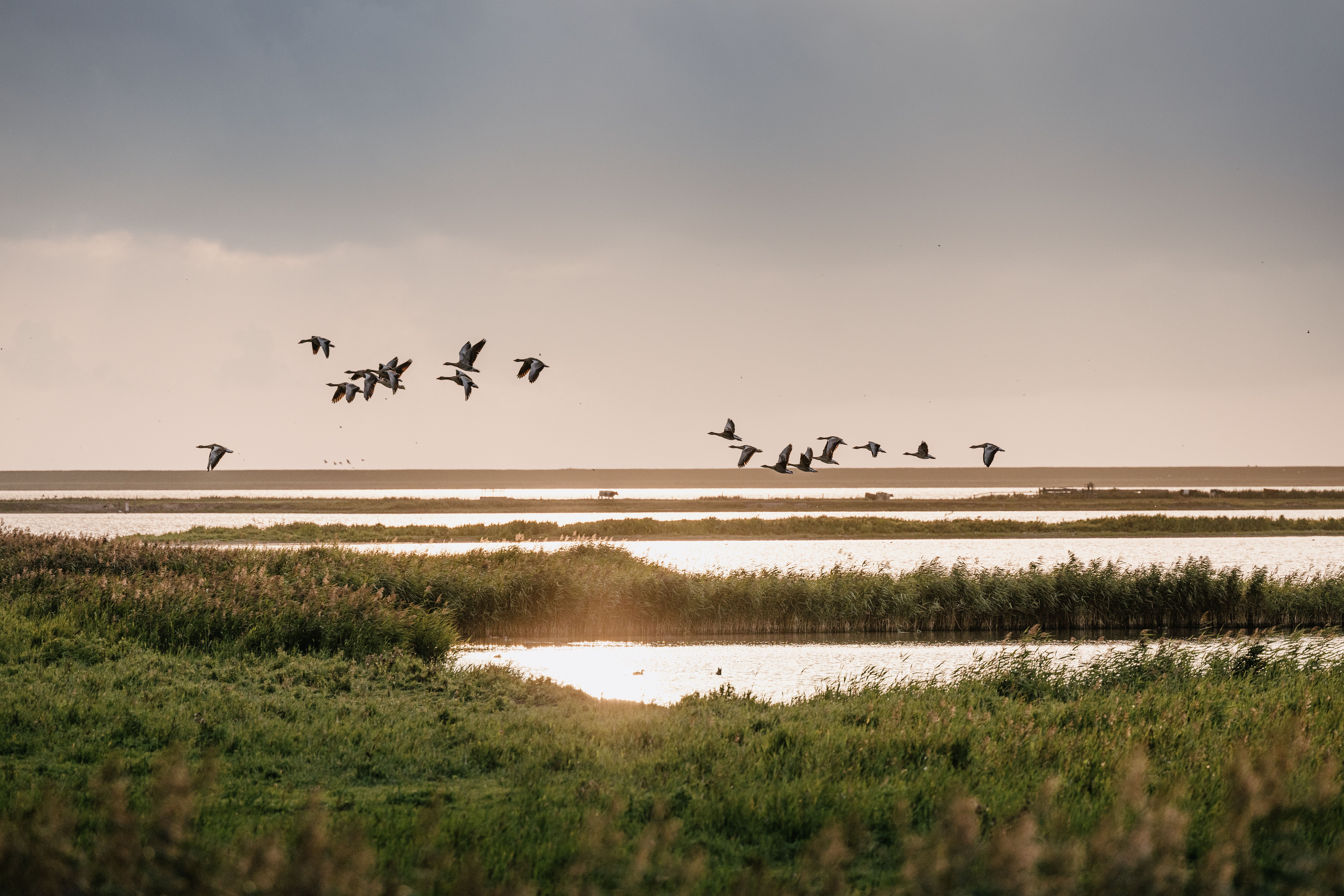 Ein Vogelschwarm zieht im Sonnenuntergang über eine Seenlandschaft des Beltringharder Koogs. 