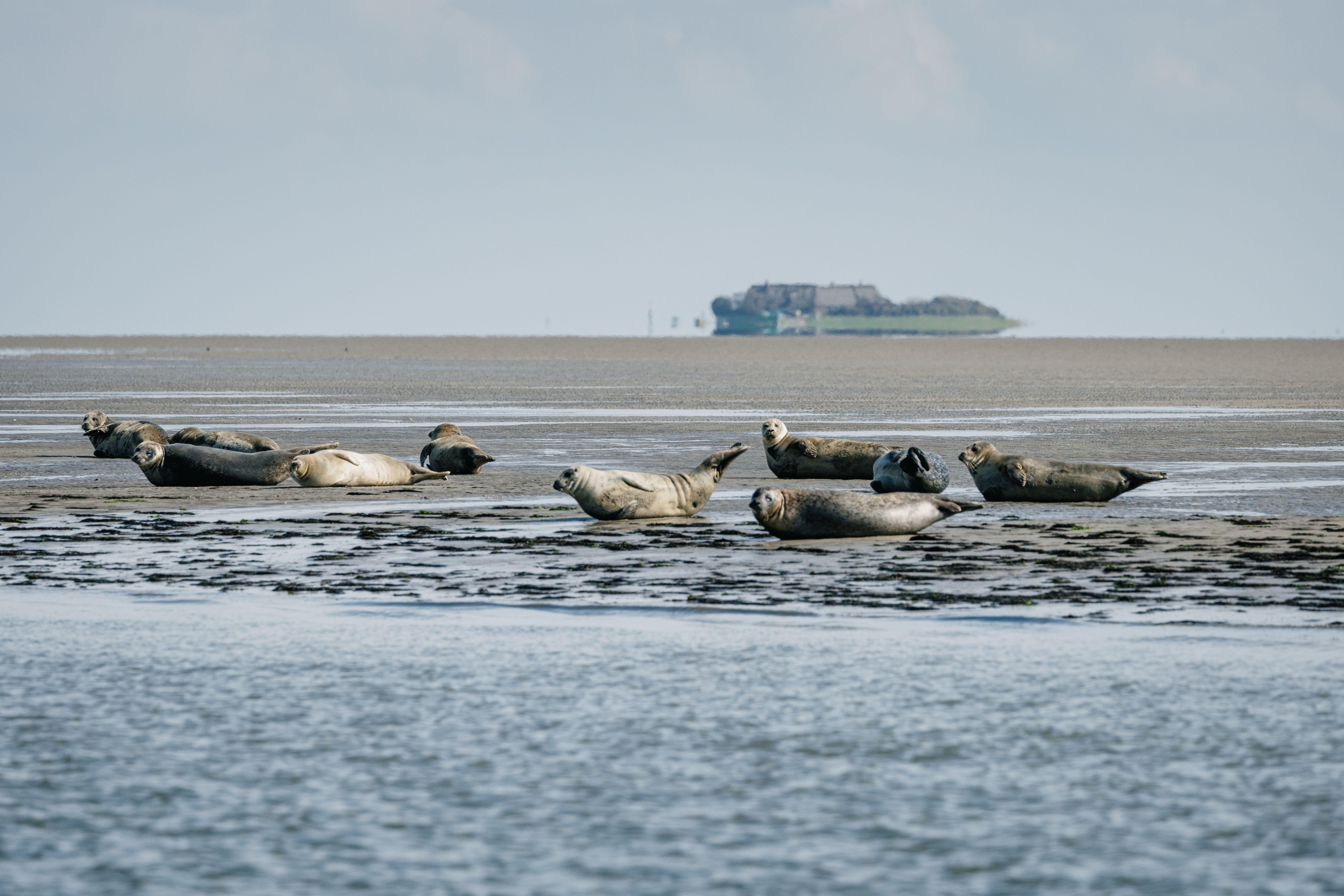 Seehunde rasten auf einer Sandbank im Wattenmeer, im Hintergrund eine Warft einer Hallig. 