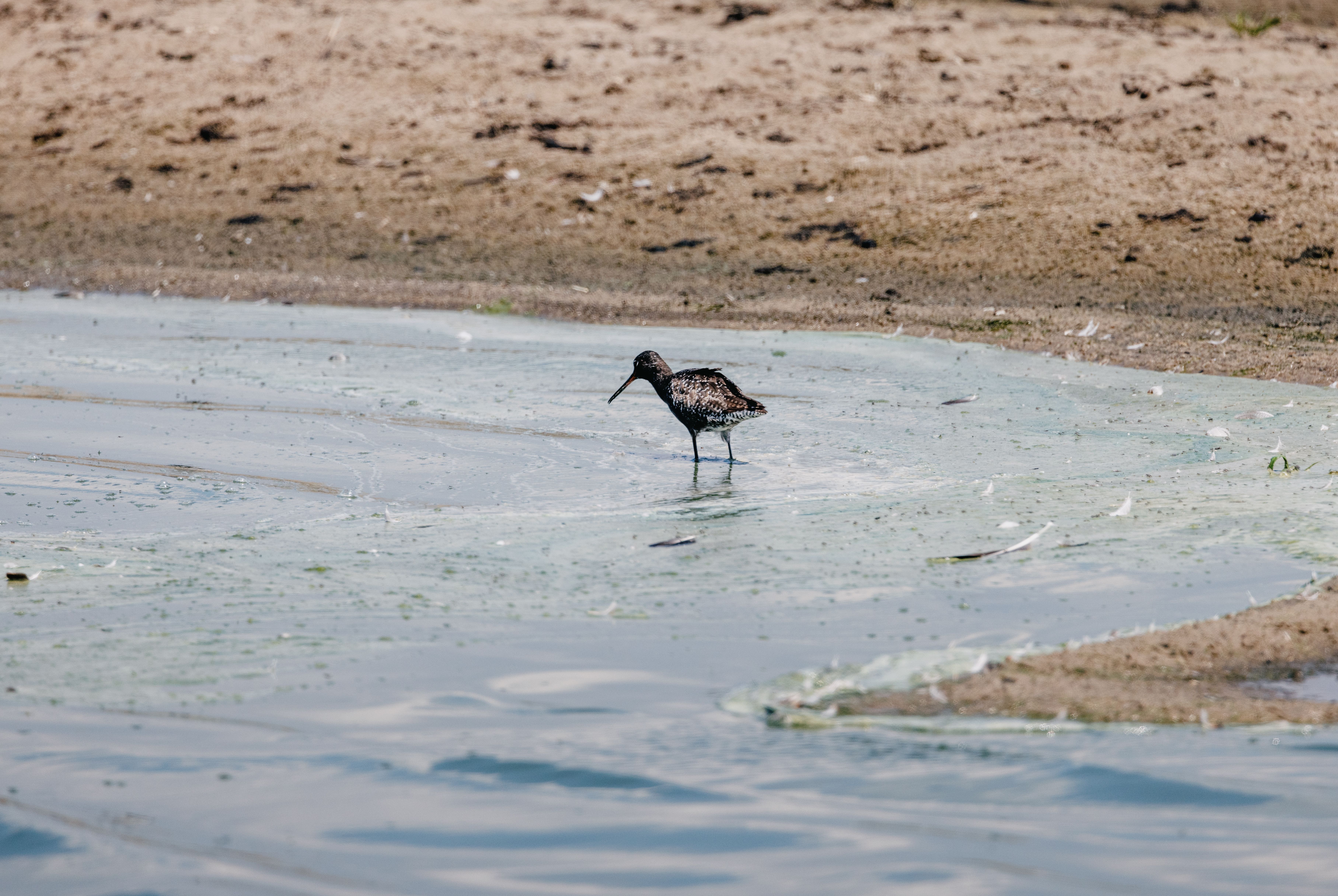 Ein braun/weißer Vogel watet durchs Wasser. 