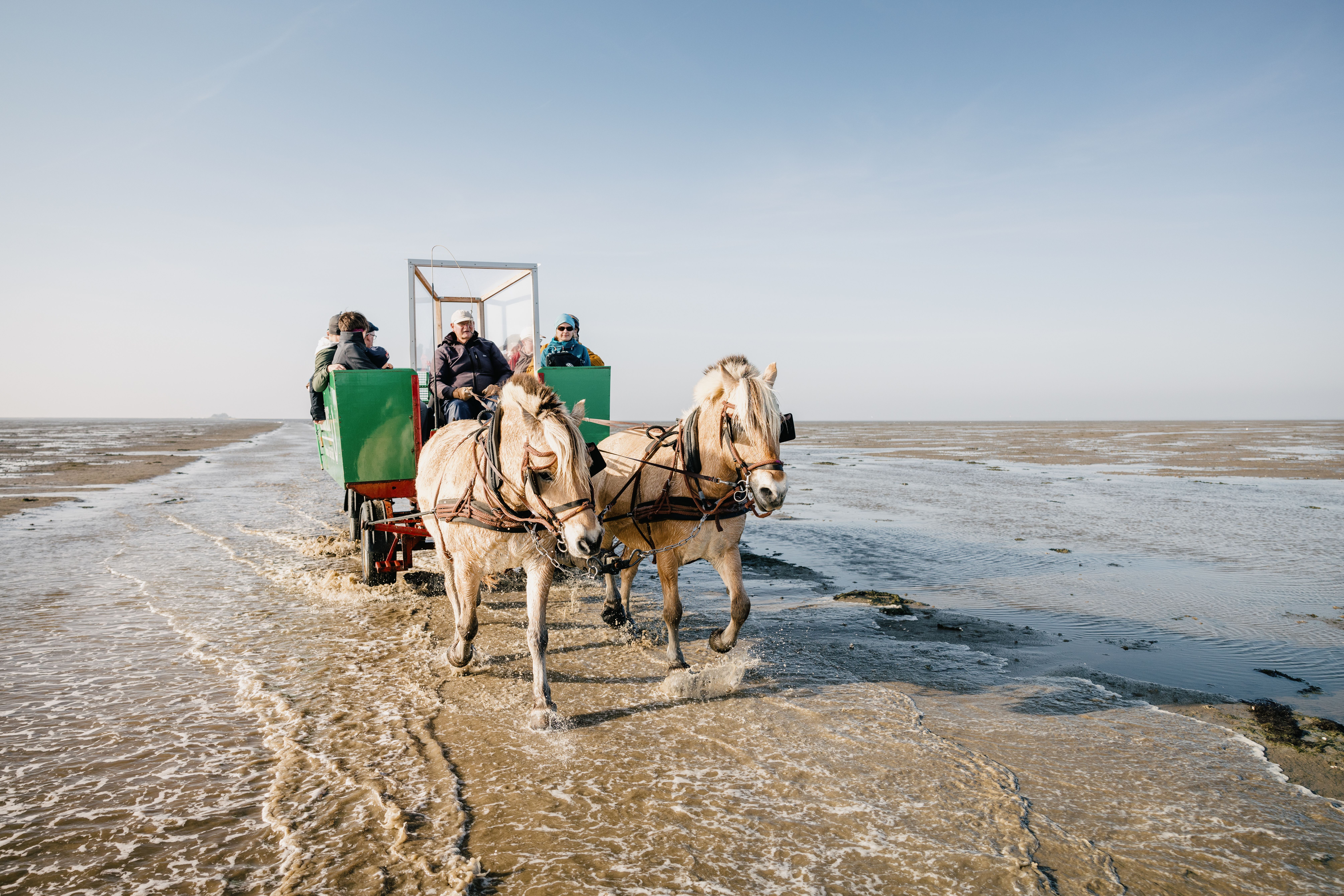 Kutsche im Watt zur Hallig Südfall. Verlinkung zur Unterseite "Wattenkutscher"