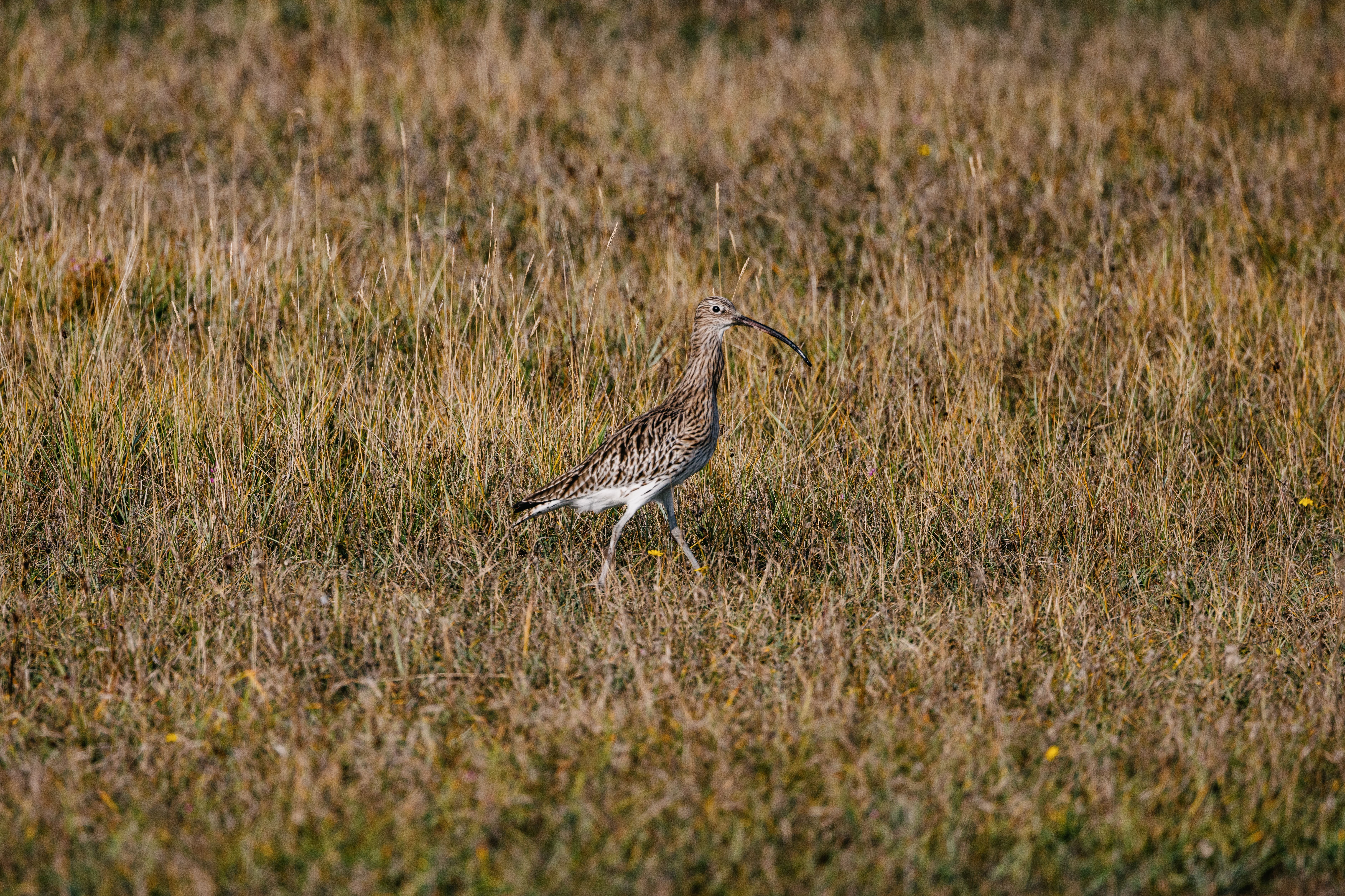 Ein großer Brachvogel läuft durchs Gras. 