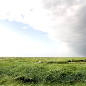 Schafe im Gras, © Shutterstock