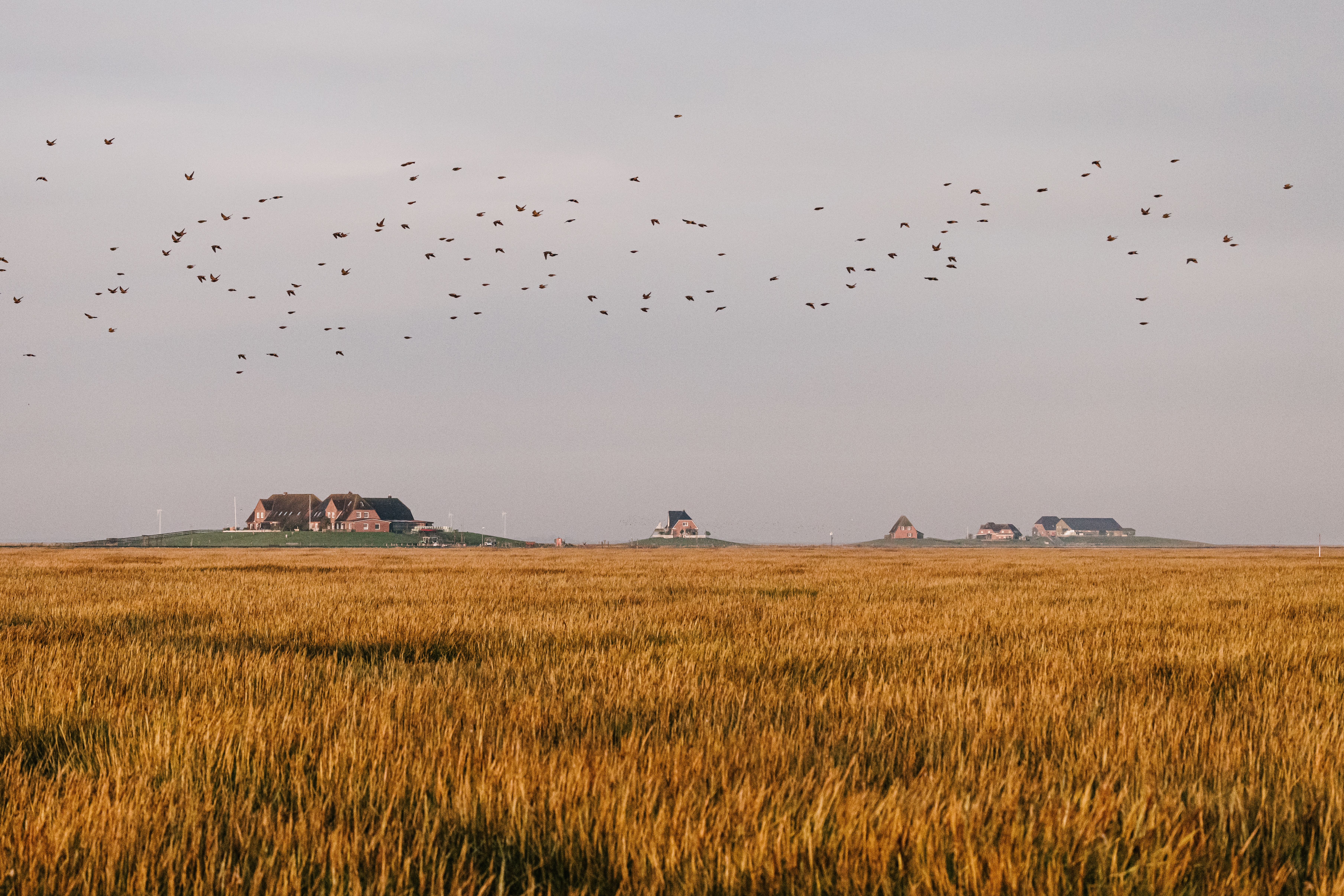 Salzwiesen mit fliegenden Vögeln, im Hintergrund Hallig Nordstrandischmoor. Verlinkung zu Unterseite "Hallig Nordstrandischmoor".