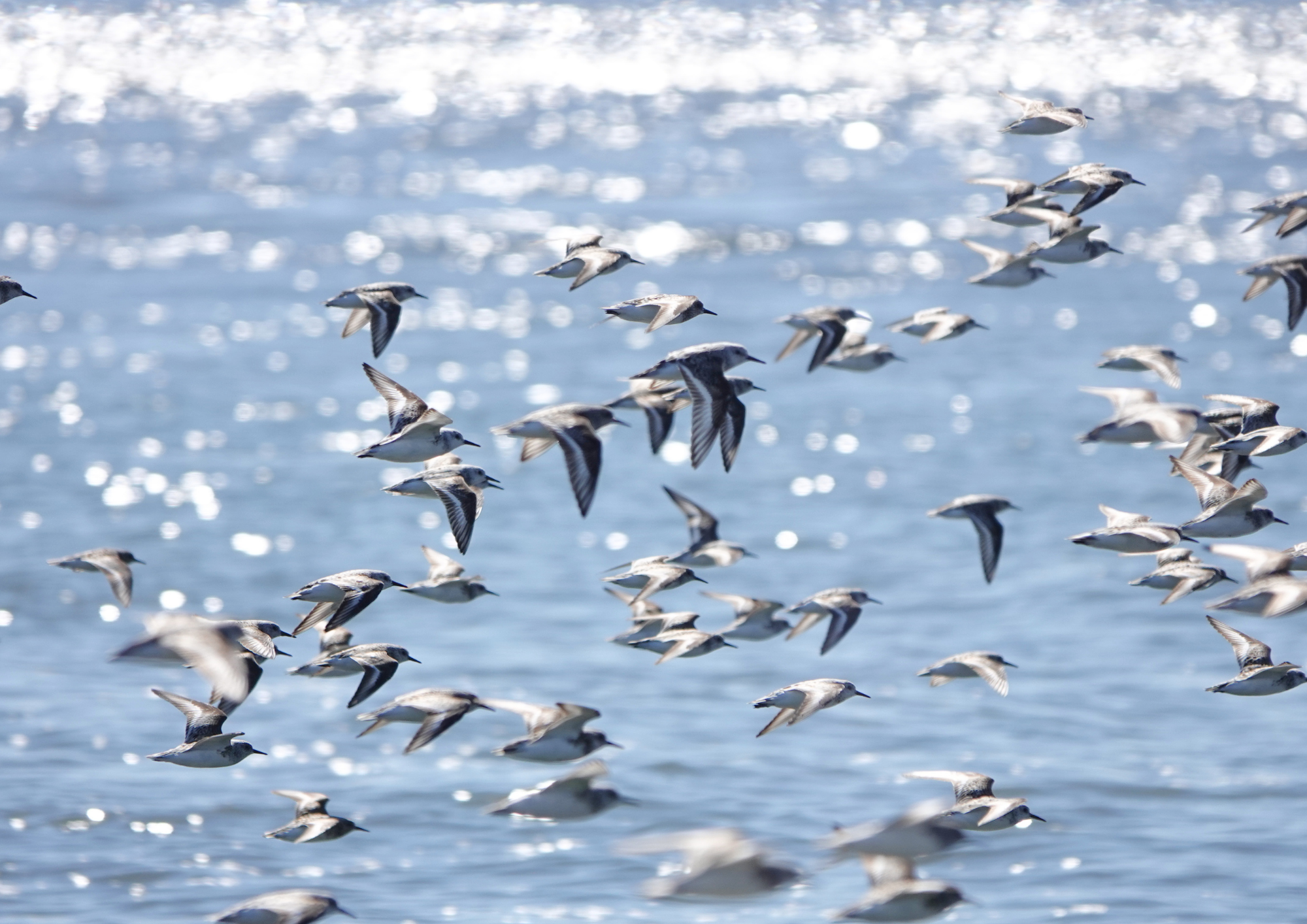 Ein Schwarm Vögel fliegt über die Nordsee.