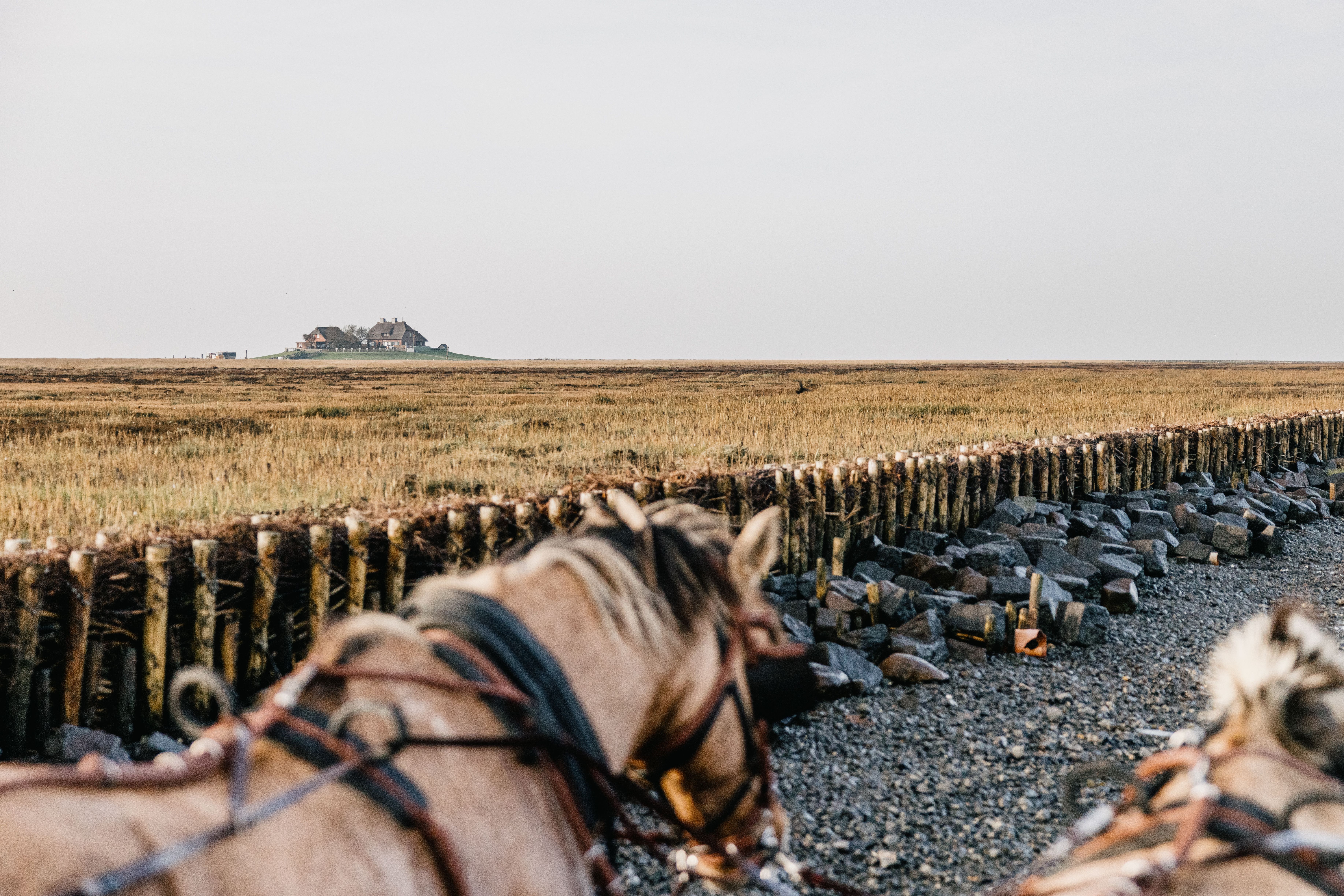Zwei Pferde auf dem Weg nach Südfall.