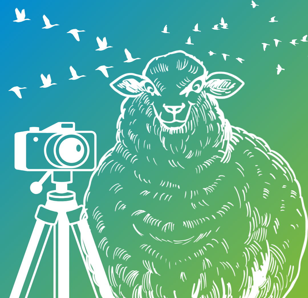 Comiczeichnung eines Schafes mit fliegenden Vögeln.