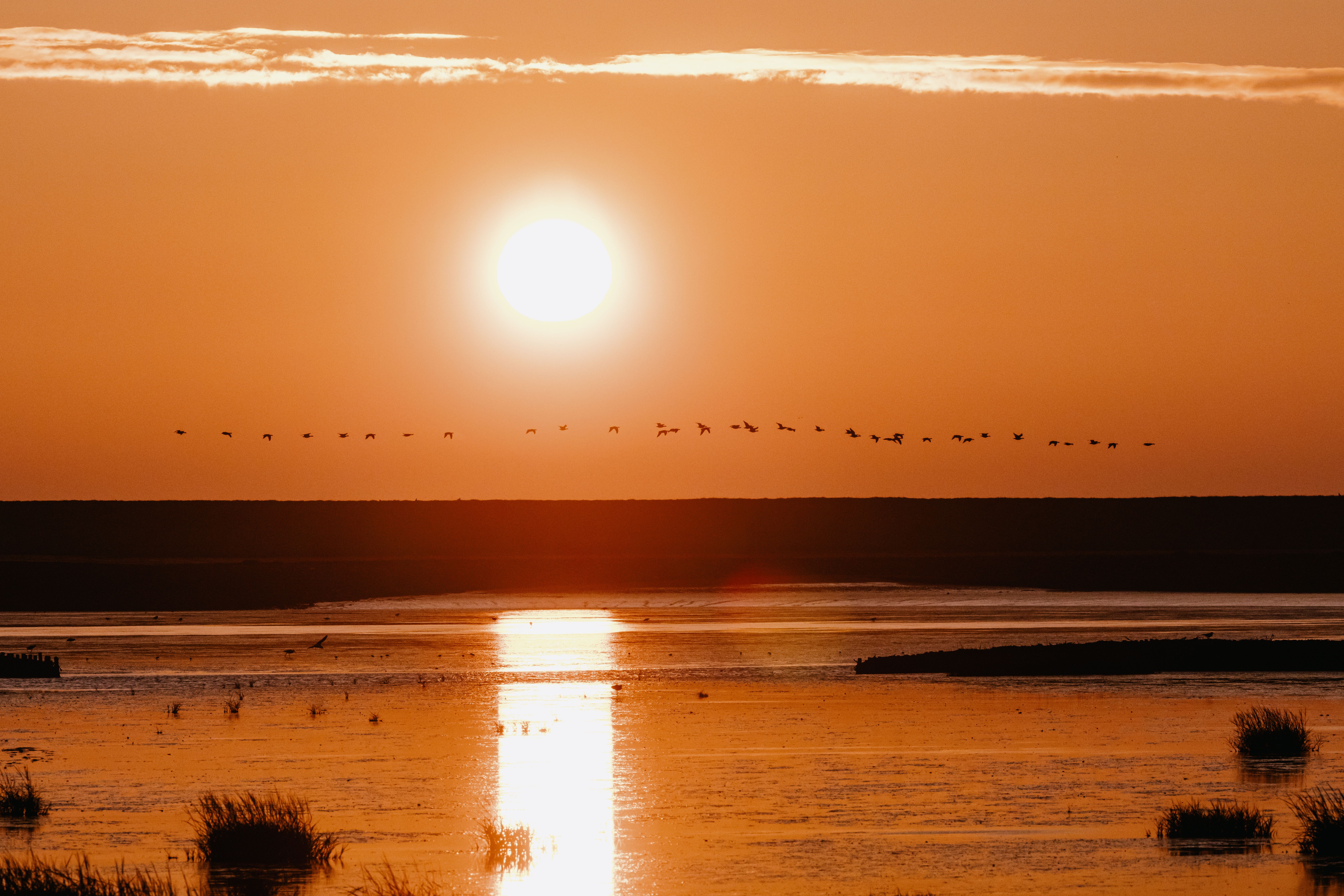 Sonnenaufgang über den Wasserflächen des Beltringharder Koogs, ein Vogelschwarm fliegt vorbei. 